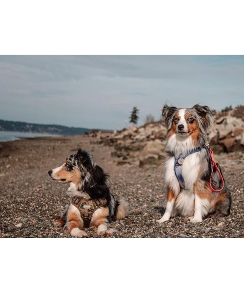Tactical Dog Harness for Small to Large Dogs , Durable Reflective Dog Harness, Easy to Control, Large Dogs No Pull Adjustable Pet Harness, Dog & Cat Accessories, Pet Supplies Tactical Dog Harness for Small to Large Dogs , Durable Reflective Dog Harness, Easy to Control, Large Dogs No Pull Adjustable Pet Harness, Dog & Cat Accessories, Pet Supplies