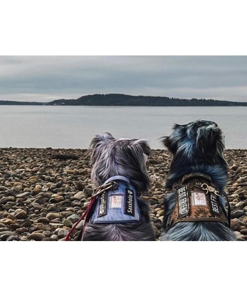 Tactical Dog Harness for Small to Large Dogs , Durable Reflective Dog Harness, Easy to Control, Large Dogs No Pull Adjustable Pet Harness, Dog & Cat Accessories, Pet Supplies Tactical Dog Harness for Small to Large Dogs , Durable Reflective Dog Harness, Easy to Control, Large Dogs No Pull Adjustable Pet Harness, Dog & Cat Accessories, Pet Supplies