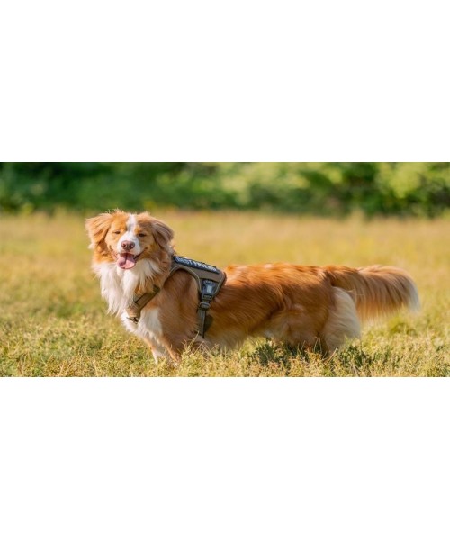 Tactical Dog Harness for Small to Large Dogs , Durable Reflective Dog Harness, Easy to Control, Large Dogs No Pull Adjustable Pet Harness, Dog & Cat Accessories, Pet Supplies Tactical Dog Harness for Small to Large Dogs , Durable Reflective Dog Harness, Easy to Control, Large Dogs No Pull Adjustable Pet Harness, Dog & Cat Accessories, Pet Supplies
